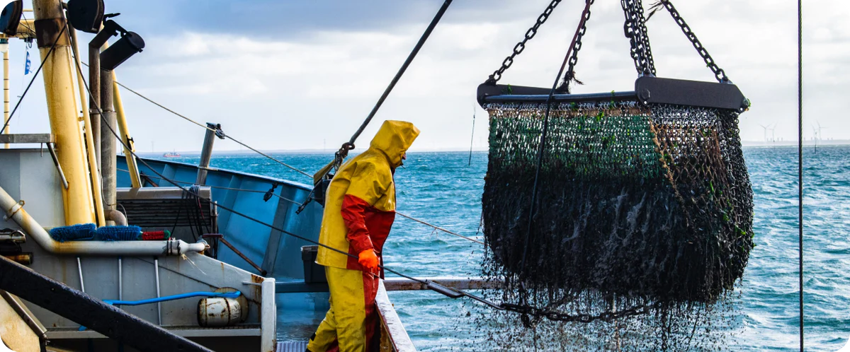 Navigating Wellness: A Crabber's Journey to Acupress Ear